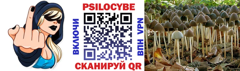 Купить Бородино Псилоцибиновые грибы MAGIC MUSHROOMS